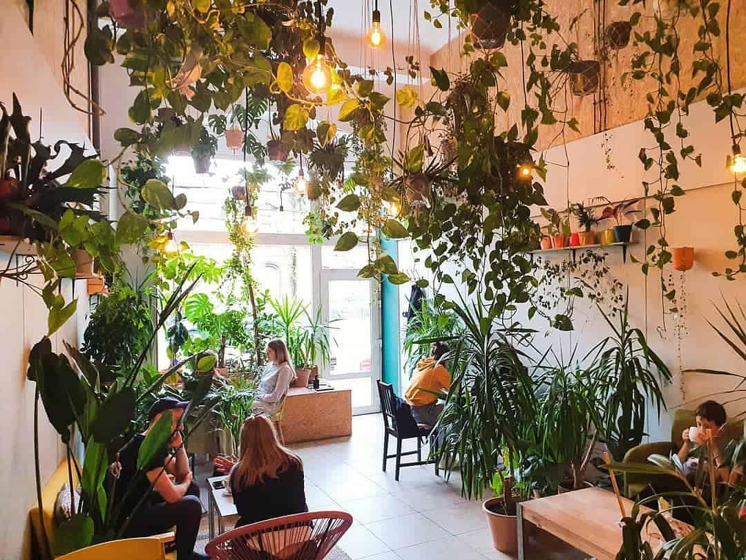 Cover image of Dżungla Cafe