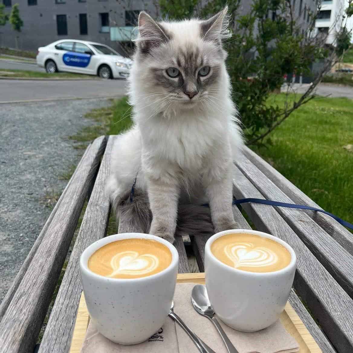 Tomcat coffee photo 3